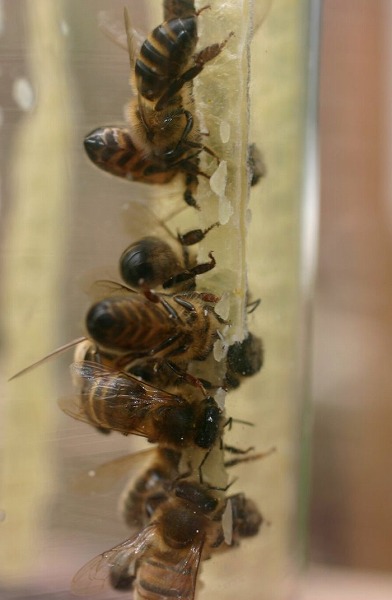 ミツバチがビンの中に巣を作るおもしろ画像1